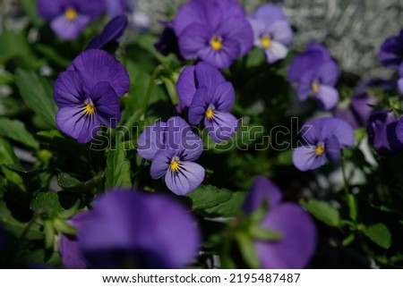 Multicolor blooming colorful pansy flowers