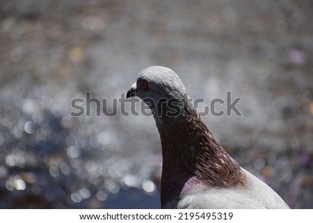 Racing Pigeon (Columba livia domestica) Adult,stray ,perched on fence.The rock dove, rock pigeon, or common pigeon is a member of the bird family Columbidae.In common usage, this bird is often simply.