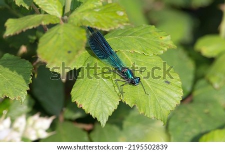 Banded Demoiselle male (Calopteryx splendens) resting on a green leaf in bright sunlight  (6)