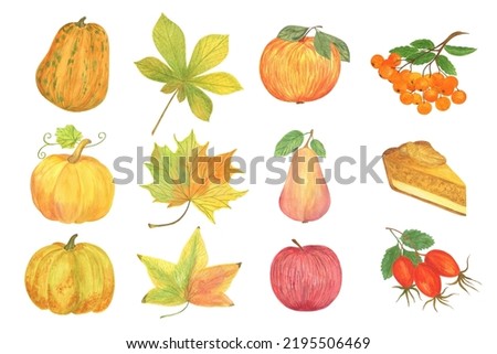 Autumn watercolor seasonal elements set for fall holiday celebration decor pumpkin, pear, apple, leaves, rowan, pumpkin pie, rose hip, berries, sunflower healthy organic items for card, poster, banner