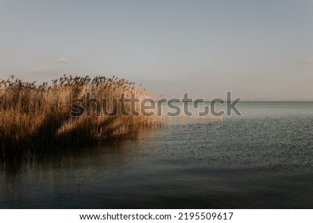 Autumn landscape on lake Balaton in Hungary. Reed on the water. Late fall sunset, stunning colors. Light breeze on the water. Nobody on the image, copy space. Nature travel background.  Royalty-Free Stock Photo #2195509617