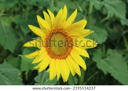 Sunflower pictures. Colby farm in Newbury, Massachusetts. 