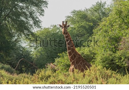 Reticulated Giraffe of Northern Kenya
