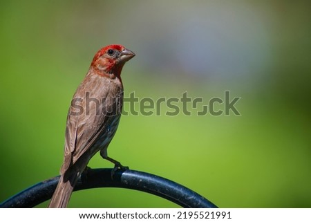 Capturing bird pictures on a feeder