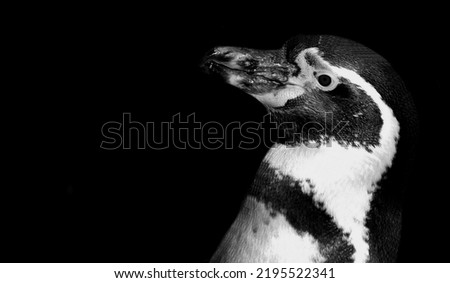 Cute Penguin Portrait On The Dark Black Background