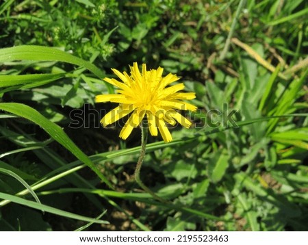 Picture of a flower taken in SpringSummer