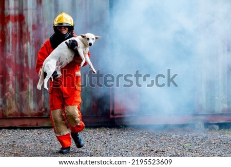 Firefighter help a dog by carry out from room with fire and smoke for safe animal of some people.