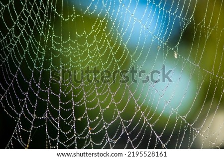 macro shots of spiderwebs with water drops