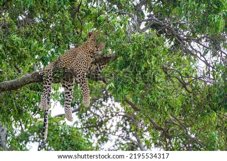 Male cheetah called split nose resting on a tree with hanging legs and tail.