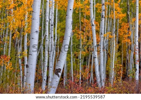 Close up view of tall Aspen trees in autumn time, Selective focus. Royalty-Free Stock Photo #2195539587