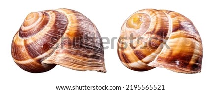Two different snail shells on an isolated background.