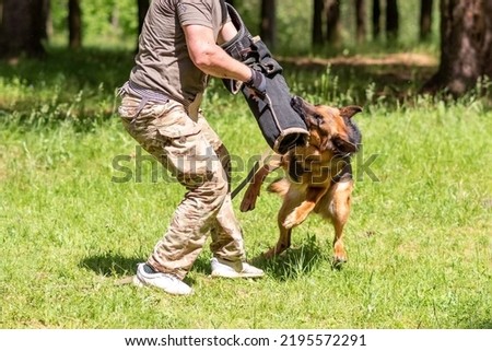German Shepherd attacking dog handler during aggression training. High quality photo Royalty-Free Stock Photo #2195572291