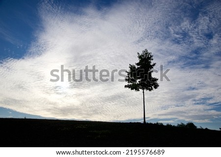 Silhouette of a single maple tree on the hill with cloudy background, perfect as wallpaper