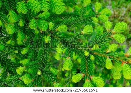Natural background of young fir-tree branches with small needles. Growing new evergreen fir tree. Pine branches with young green needles for publication, poster, screensaver, wallpaper, postcard Royalty-Free Stock Photo #2195581591