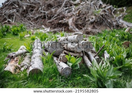Felled dry old logs and many thin small broken branches lie on thick green spring grass in spruce mountain industrial forest