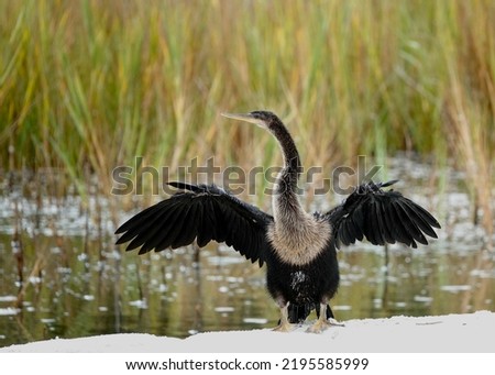                                Female anhinga with wings fully spread to dry at Fish Haul Beach in Hilton Head. Bird fills photo and marsh grass and water provide the background.