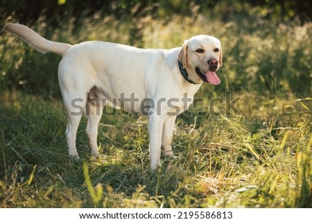 Labrador dog portrait in nature at beautiful sunset