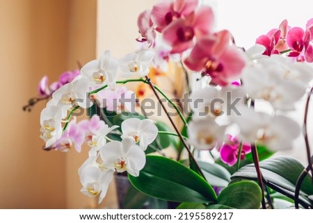 Orchids phalaenopsis flower grow on window sill. Home plants in blossom. White, purple, pink blooms. Home garden. Successful growing Royalty-Free Stock Photo #2195589217