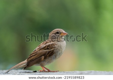 Close profile picture of a sparrow bird
