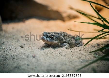 A sand covered toad on the ground