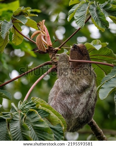 Three-toed sloth in Costa Rica 