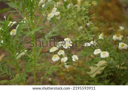 Small White Daisies Growing Between other Plants