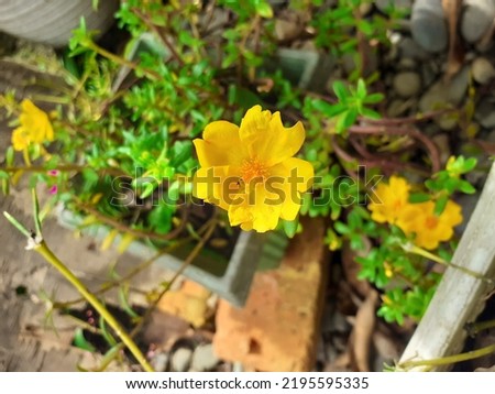 Close Up of Yellow Marigold Flower with Natural Background