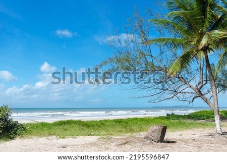 Big tall green trees against the beach and blue sky in the background. Guaibim beach in the city of Valenca, Bahia, Brazil.