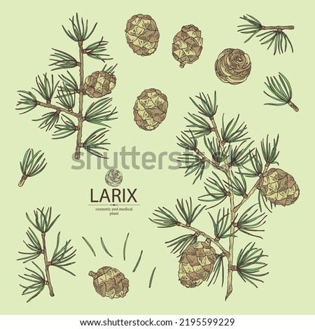 Collection of larix: larch tree, larix branch and larch cone. Cosmetics and medical plant. Vector hand drawn illustration. Royalty-Free Stock Photo #2195599229