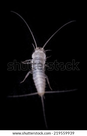A macro shot of a lepisma (known as silverfish)