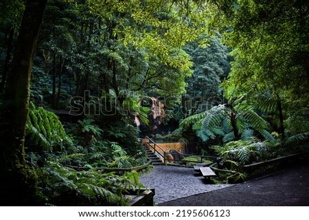 beautiful hiking path surrounded by forest