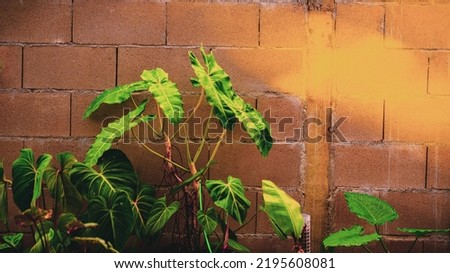 Philodendron Paraiso Verde with brown brick wall . Popular spotted tree for room, garden, home decoration. Air purifier climber plant. Beautiful leave with grow up fast.