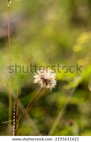 a beautiful dried flower called Randa tread or dandelion (Taraxacum) that grows wild into weeds