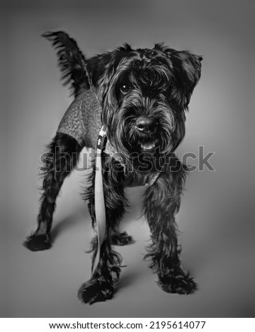 Dog portrait posing on the table in the photo studio with photographic background.