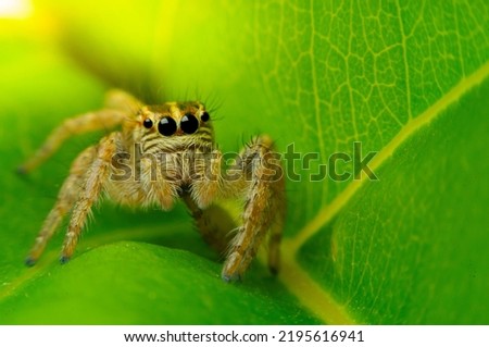Close-up of spider on leaf and morning sunlight. Copy specs.