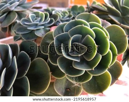 Small succulent plant with green leaves: Aeonium gomerense