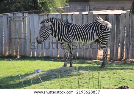 Single Grevy's Zebra in profile.