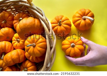 Lots of mini pumpkins in basket, hand holds pumpkin. Bright yellow background . Autumn decor. Space for text 