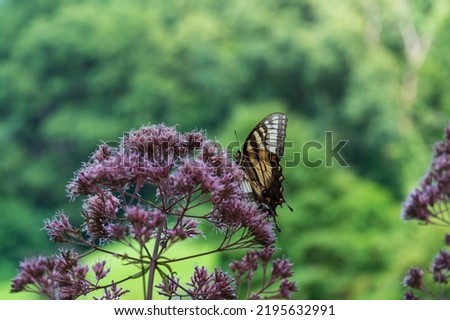 An Eastern tiger swallowtail in profile feeding on a purple Joe Pye weed blossom.