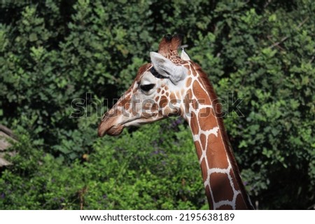 Single Kenyan Giraffe in close-up profile with a dark green foliage backdrop