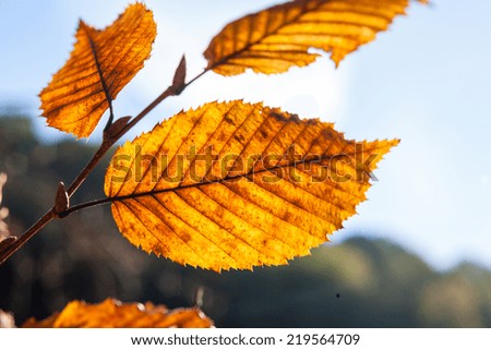 Autumn leaves on a tree background 