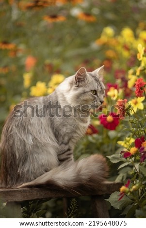 Photo of a gray fluffy cat in a blooming garden.