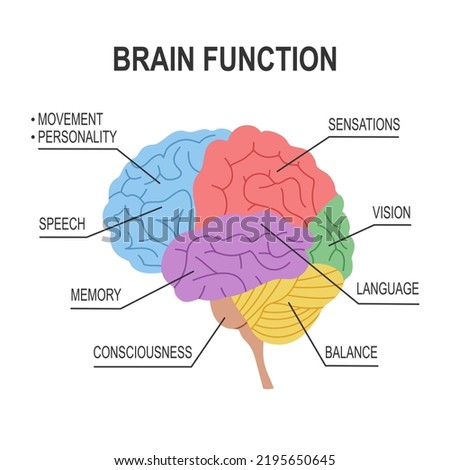 Brain function diagram infographic in flat design on white background.
