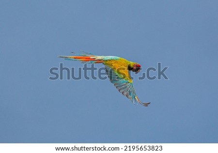 Great green macaw (Ara ambiguus), also known as Buffon's macaw or the great military macaw, at Costa Rica's carribean Coast in flight