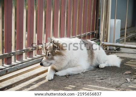 Thai bangkeaw dog lies down next to the door of the house and look outside.