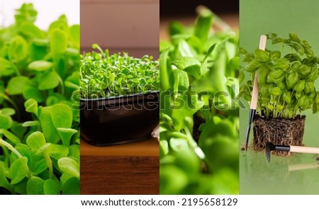 Green banner with plants. Basil, microgreen seedlings, green plants close-up. selective focus. Banner.