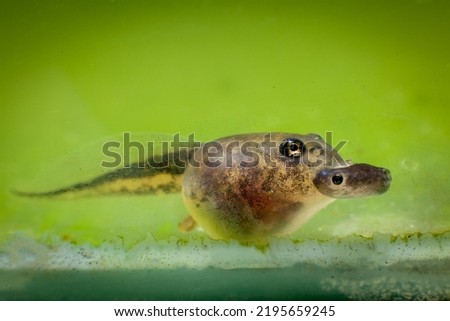 The Brazilian horned frog tadpole eats other tadpole Royalty-Free Stock Photo #2195659245