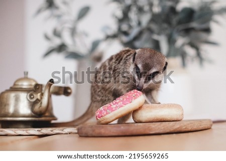 The meerkat or suricate eating sweets and donuts