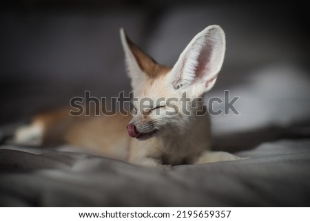 Pretty Fennec fox cub on brown backgorund