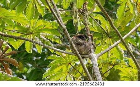 three toed or three fingered sloth sleeping in puerto viejo tree in costa rica

